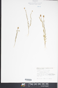 Polygala mariana image