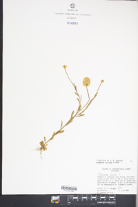 Polygala lutea image