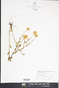 Polygala lutea image