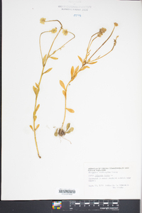 Polygala lutea image