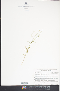 Polygala verticillata image