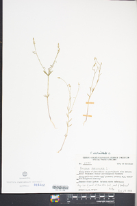 Polygala verticillata image