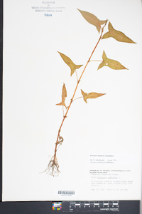 Persicaria arifolia image