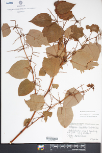 Reynoutria japonica image