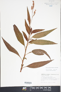 Persicaria glabra image