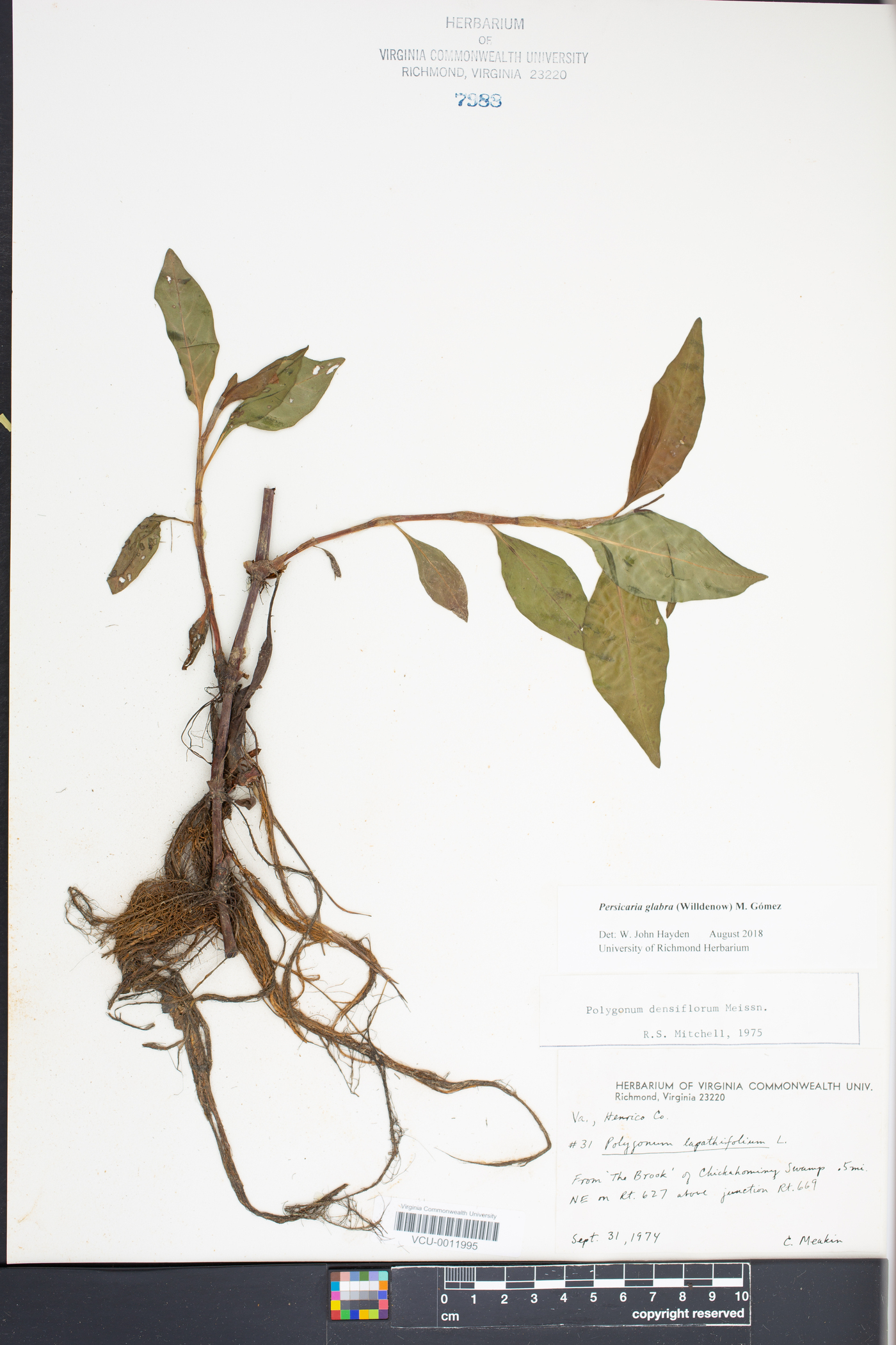 Persicaria glabra image