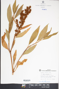 Rumex altissimus image