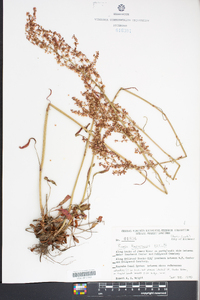 Rumex hastatulus image