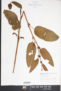 Rumex pulcher image