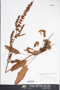 Rumex obtusifolius image