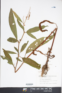 Rumex verticillatus image