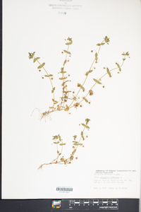 Lysimachia arvensis image