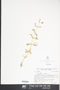 Lysimachia arvensis image