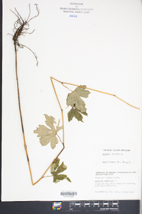 Aconitum uncinatum image