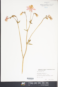 Aquilegia vulgaris image