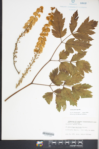 Actaea podocarpa image