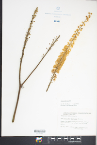 Actaea podocarpa image