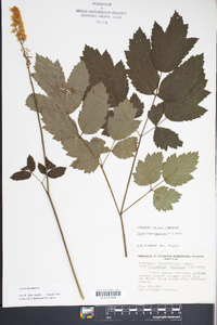 Actaea racemosa image