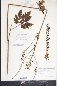 Actaea racemosa image