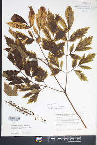 Actaea racemosa image