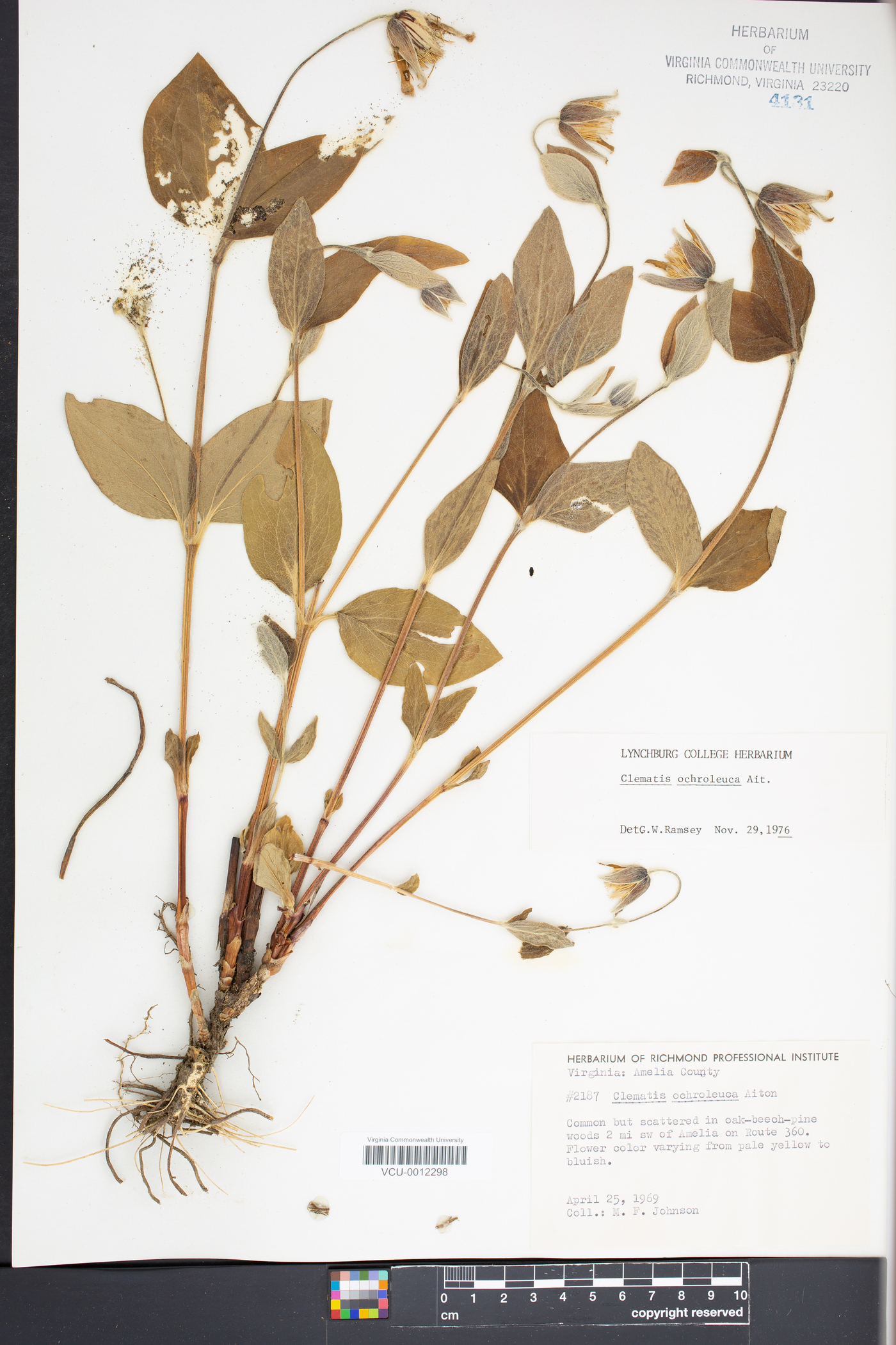 Clematis ochroleuca image