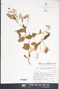 Clematis maximowicziana image