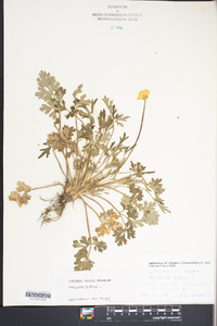 Ranunculus bulbosus image