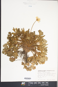 Ranunculus bulbosus image