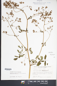 Thalictrum dioicum image