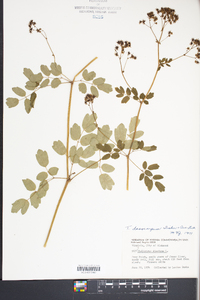 Thalictrum dioicum image