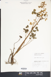 Thalictrum dioicum image