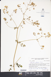 Thalictrum pubescens image