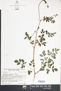 Thalictrum pubescens image