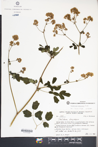 Thalictrum pubescens image