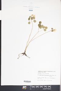 Thalictrum thalictroides image