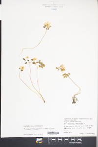 Thalictrum thalictroides image