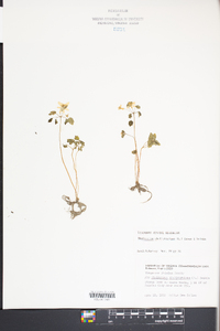 Thalictrum thalictroides image