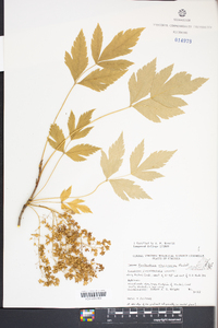 Xanthorhiza simplicissima image