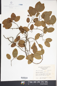 Berchemia scandens image