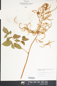 Aruncus dioicus image