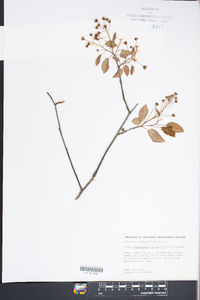 Amelanchier canadensis image