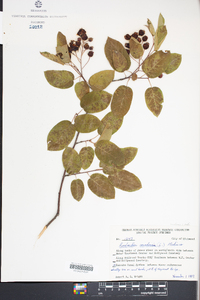 Amelanchier canadensis image