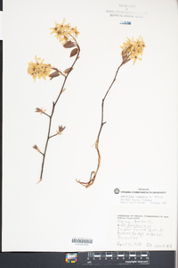 Amelanchier canadensis image