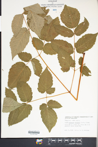 Aruncus dioicus image