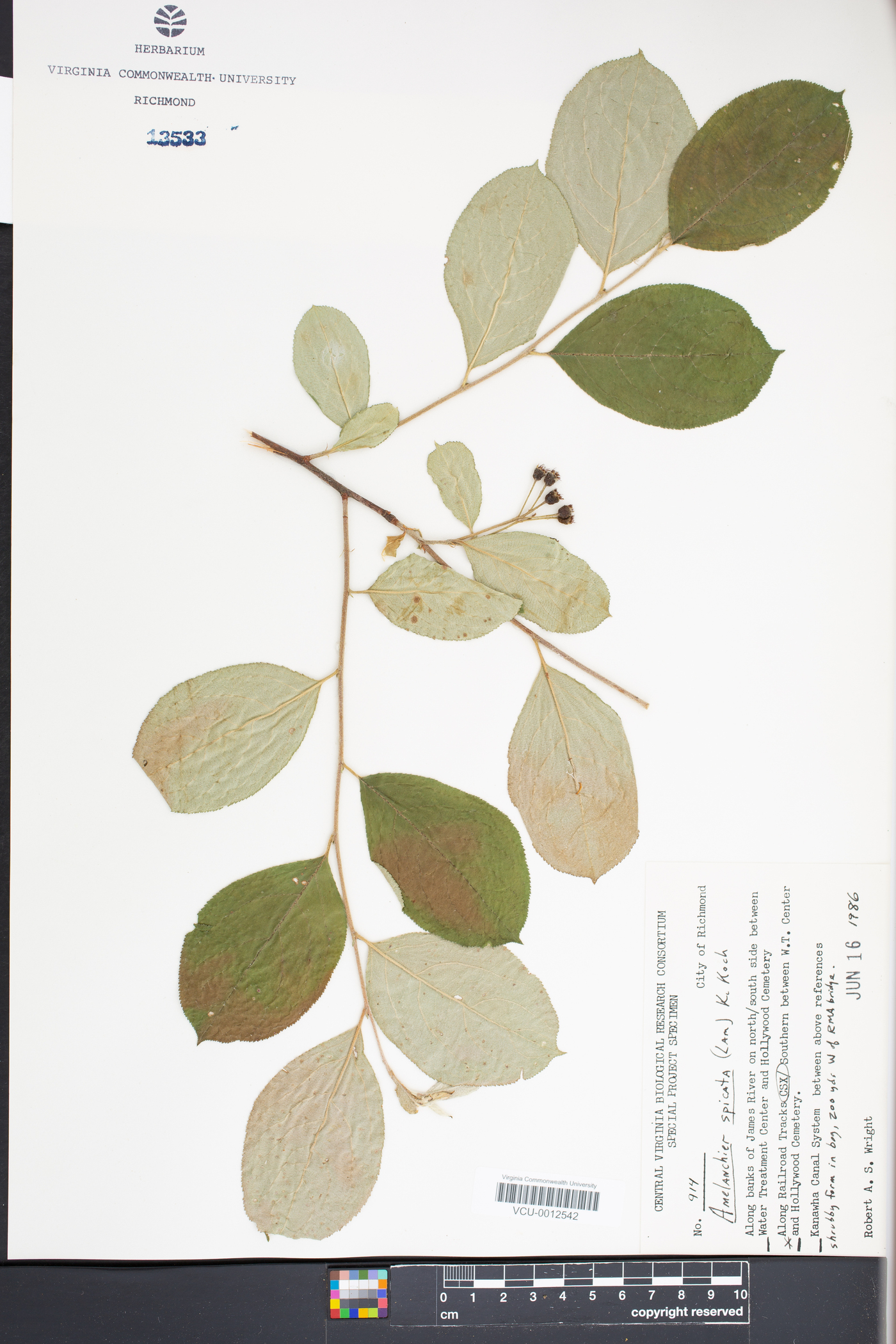 Amelanchier spicata image