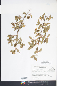 Crataegus uniflora image