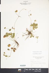 Potentilla indica image