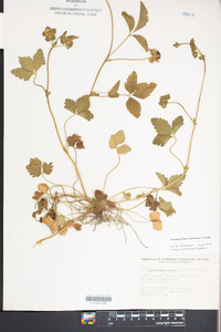 Potentilla indica image