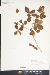 Crataegus uniflora image