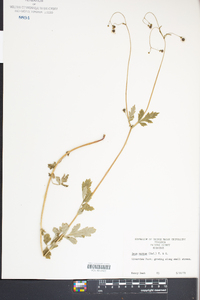 Geum vernum image